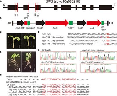 CRISRP/Cas9-Mediated Targeted Mutagenesis of Tomato Polygalacturonase Gene (SlPG) Delays Fruit Softening
